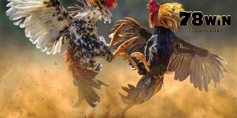 Đá Gà 78WIN - Nơi Thỏa Mãn Đam Mê Bất Tận Của Kê Thủ 4 Giới thiệu sân chơi đá gà 78WIN